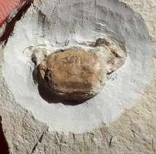Crabe fossile miocène d'occasion  Cuxac-d'Aude