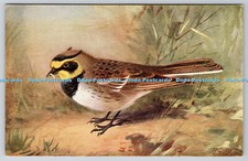 R763053 shore lark for sale  WARLINGHAM