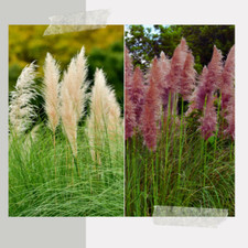 Pampas grass collection for sale  BURTON-ON-TRENT