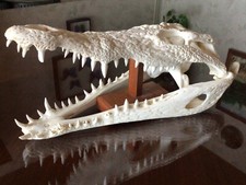Krokodil schädel präparat gebraucht kaufen  Bredstedt