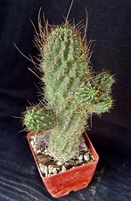 Lobivia wrightiana cactus d'occasion  Expédié en Belgium