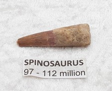 Genuine spinosaurus tooth for sale  WESTON-SUPER-MARE