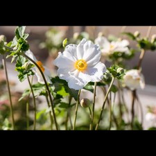 Anemone japonica andrea gebraucht kaufen  Deutschland
