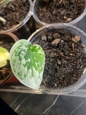 Sale satin pothos for sale  Sedley
