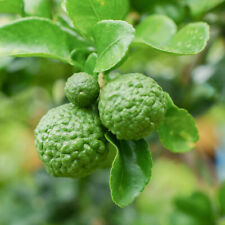 Citrus kaffir lime for sale  PETERBOROUGH