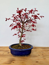 Bonsai acer palmatum gebraucht kaufen  Böhl-Iggelheim