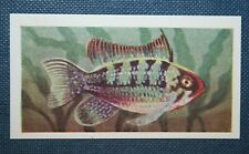 Apistogramma ramirezi tropical d'occasion  Expédié en Belgium