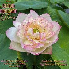 New cloud brocade for sale  Leander