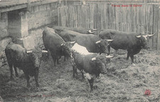 Używany, CP TOROS DANS CORRAL - 80428 na sprzedaż  Wysyłka do Poland