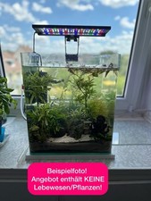 Amtra nano cube gebraucht kaufen  Kassel