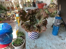 Echeveria dick pink for sale  Norwalk