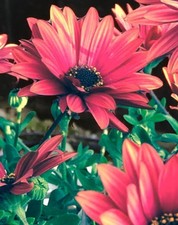 Red african daisies for sale  Lanham