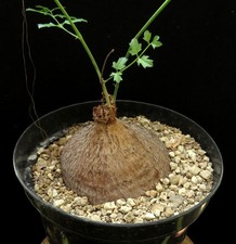 Cyphostemma elephantopus caude for sale  Shipping to United Kingdom