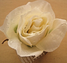 Cream white dewdrop for sale  Chandler