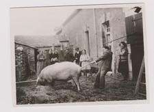 elevage cochon nain d'occasion elevage cochon nain d'occasion Expédié en Belgium