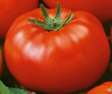 Red brandywine tomato for sale  Berwyn