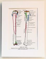 Anatomy tibia 1930s for sale  NORWICH