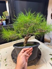 Japanese red pine for sale  Houston