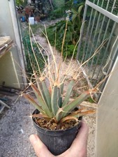 Leuchtenbergia principis. pot usato  Civitanova Marche