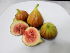 Chicago hardy fig for sale  Silver Spring