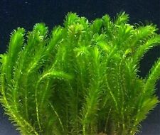 Elodea densa stems for sale  Shipping to Ireland