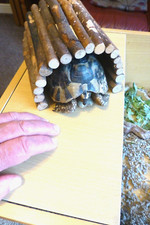 Wooden small pet for sale  COULSDON