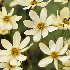 Coreopsis verticillata moonbea for sale  PETERBOROUGH