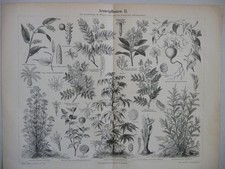 planche botanique d'occasion planche botanique d'occasion  Saint-Mathieu-de-Tréviers