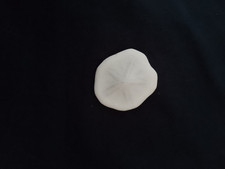 Sand dollar for sale  HORSHAM