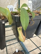 Nepenthes ventrata tropical for sale  Boynton Beach