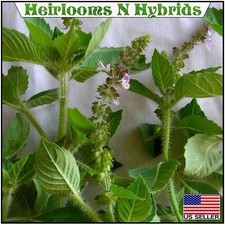 000 bulk tulsi for sale  Tampa