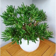 Skinny fingers jade for sale  Long Beach
