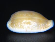 Cypraea erosa elongated for sale  Kapolei