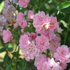 Rosa banksiae rosea for sale  HORSHAM