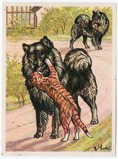 Keeshond 1952 dog for sale  COLEFORD