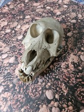 Affenschädel tierschädel gebraucht kaufen  Singen (Hohentwiel)