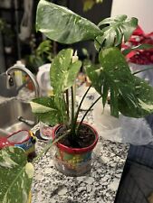 Variegated monstera thai for sale  Palm Coast
