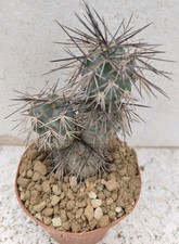 Tephrocactus alexanderi hpt72 usato  Brindisi