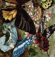 Exotic butterflies ornithopter for sale  Brooklyn