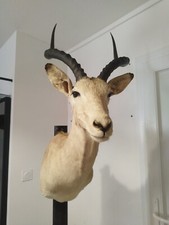 Taxidermie impala empaillé d'occasion  Mus