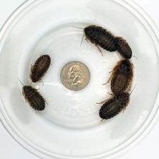 500 large dubia for sale  Reading