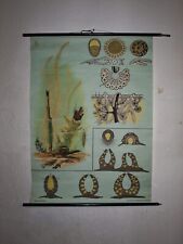 Vintage schulwandkarte schwäm gebraucht kaufen  Geldern