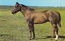 1967 aqha jones for sale  Fenton