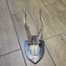 Roe deer antlers for sale  REDRUTH
