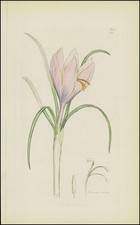 1832 crocus sativus usato  Spedire a Italy