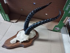 Beau trophee antilope d'occasion  France
