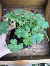 Bare root geranium for sale  CUMNOCK