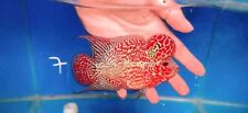 Kamfa flowerhorn inches for sale  Garden Grove