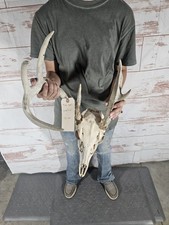 Freak point whitetail for sale  Knoxville