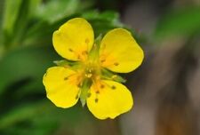 250 samen potentilla gebraucht kaufen  Loxstedt